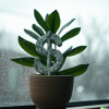 DALL·E_2022-09-14_11.31.20_-_a_photo_of_a_beautiful_plant_in_a_pot_with_a_dollar_symbol_on_it_._The_pot_is_on_a_windowsill_with_rainy_weather_visible_outside_._4k_photorealistic_..png